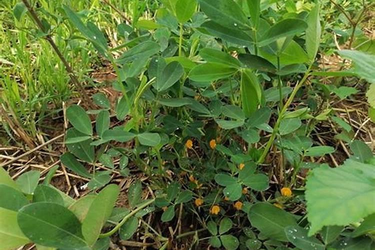 种大豆、花生等豆科植物,不需要多施氮肥,原因是( )A.土壤中氮肥较多B...
