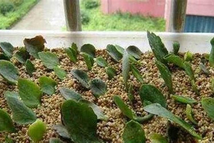 长寿花叶插只生根不发芽怎么办