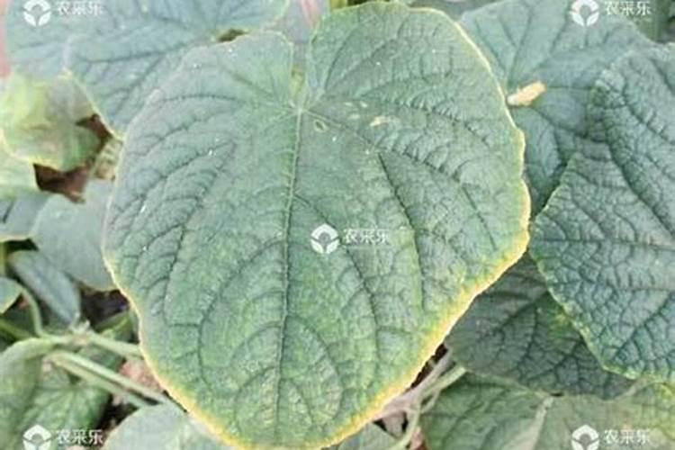 蔬菜施肥过量出现的生理病害症状