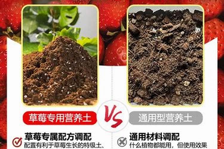草莓专用肥是什么肥料 草莓施入氮磷钾肥的作用