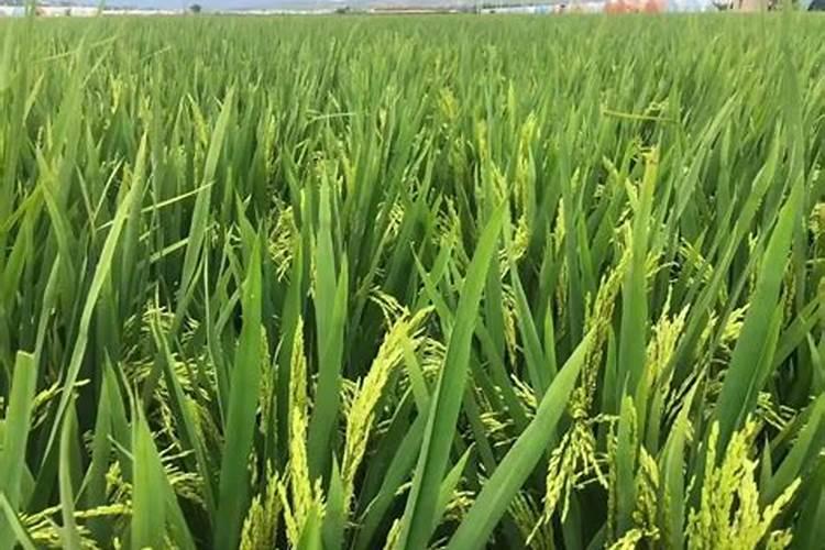 芸苔素内脂与磷酸二氢钾硼肥合用在水稻上有什么作用