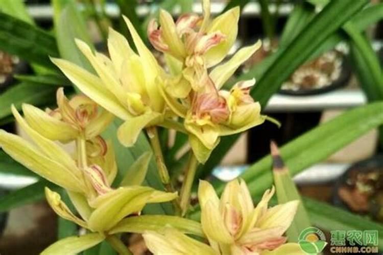 兰花催花箭最佳方法