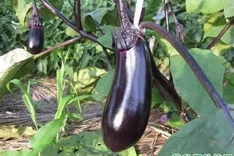 茄子开花不结果怎么办