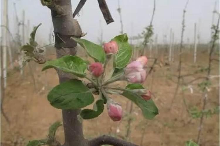 苹果树补钙几月份最好 苹果树补钙时间