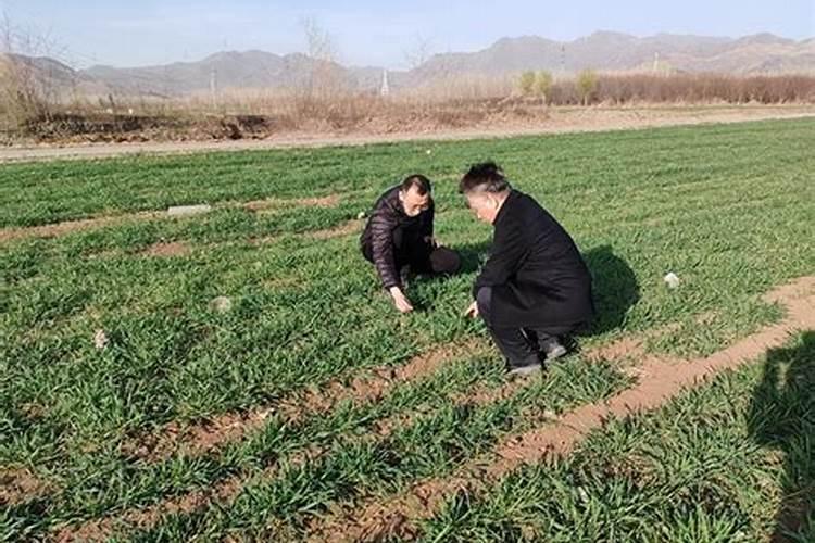 专家详解花卉苗木茶叶抗冻措施茶叶的含量
