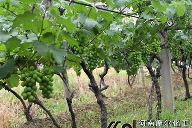 庭院种的葡萄叶子干边发黄怎么办？谢了