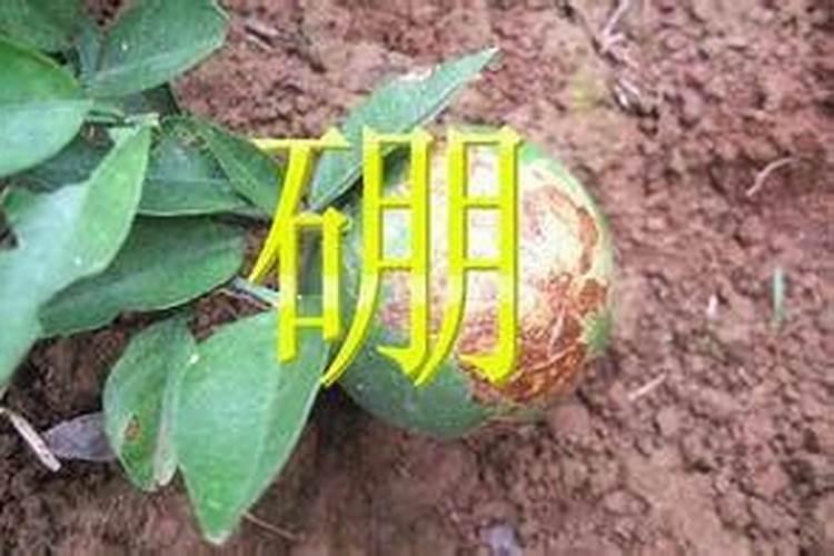 硼肥对红薯有什么作用 最佳使用时间