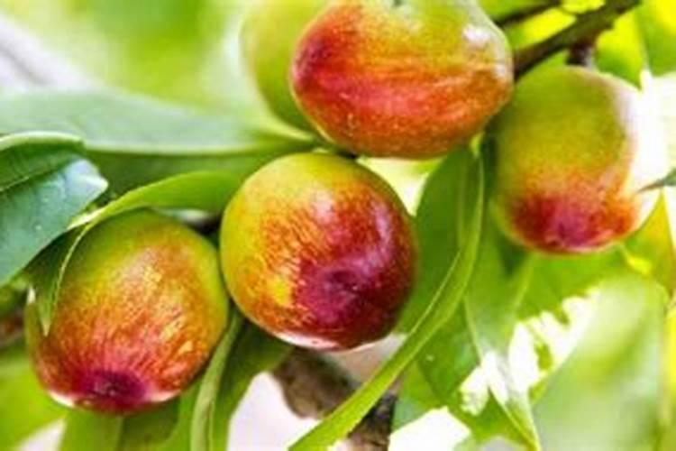 果实如何快速膨果？用啥肥料比较好？