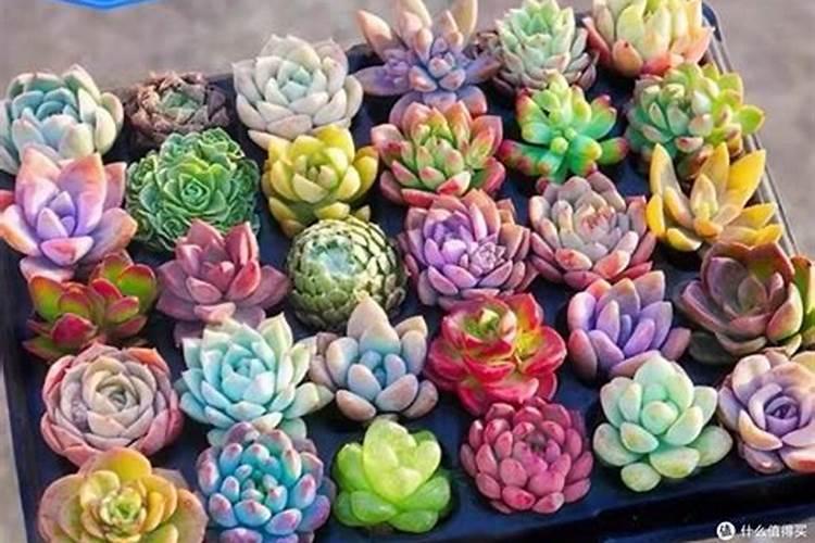 控养多肉才能肥美、出状态？这句话欺骗了太多人,难怪总是收空盆百度...