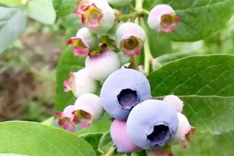 蓝莓盆栽的种植技巧蓝莓如何养护