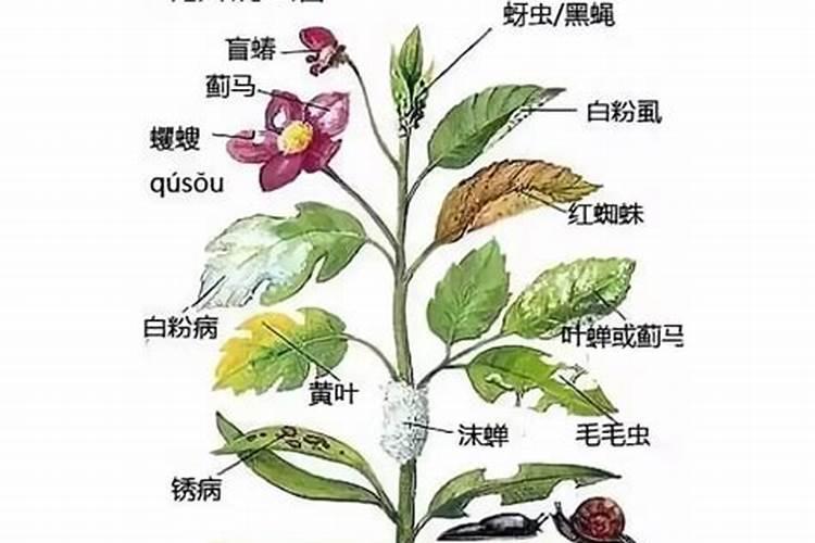 蓝莓盆栽的种植技巧 蓝莓如何养护