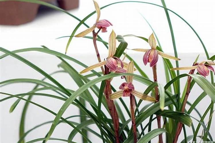 兰花分盆多久施肥 兰花分盆后应该几月进行施肥？