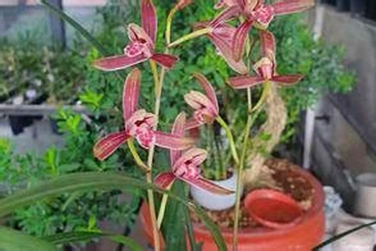 如何养好兰花新手
