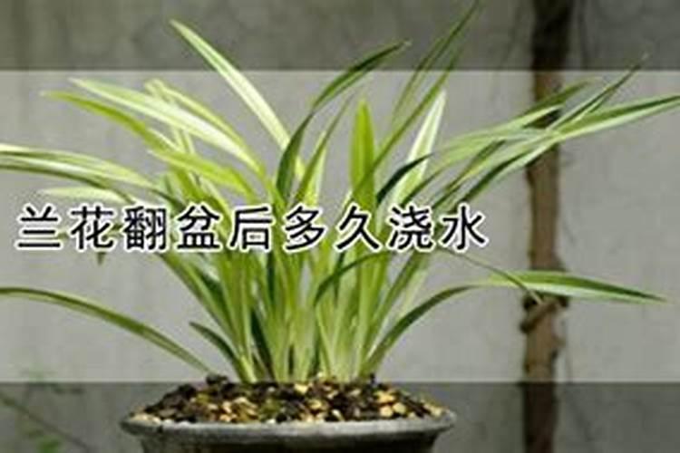 怎么让兰花抽花箭开花苞
