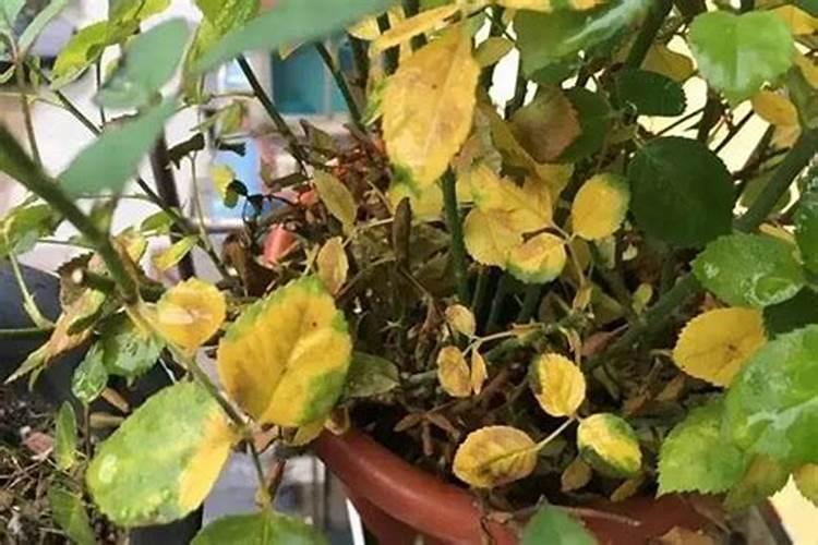 花叶子黄是什么原因需要怎么处理？