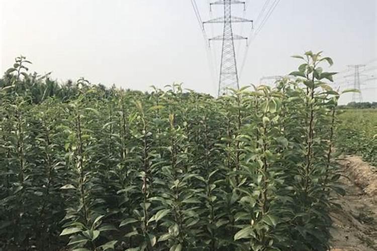 苹果树什么时候用水溶肥,怎么用最好