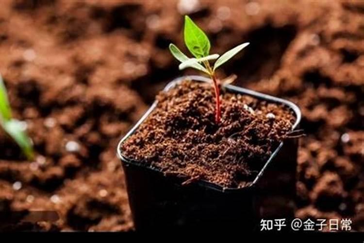 家庭绿植用什么肥料  懒人养花通用肥料