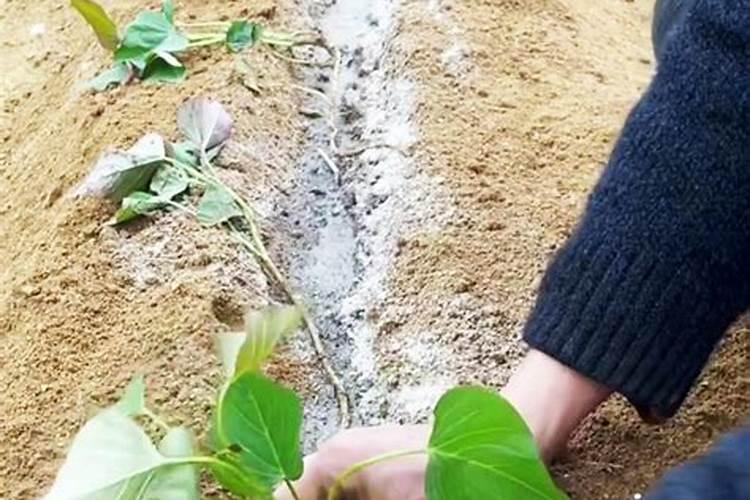 怎么种植红薯？