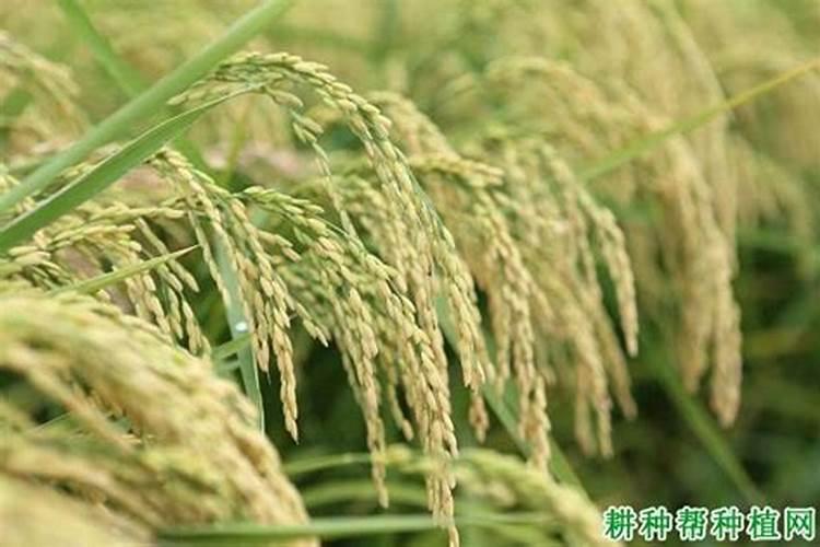 水稻硅肥正确使用方法