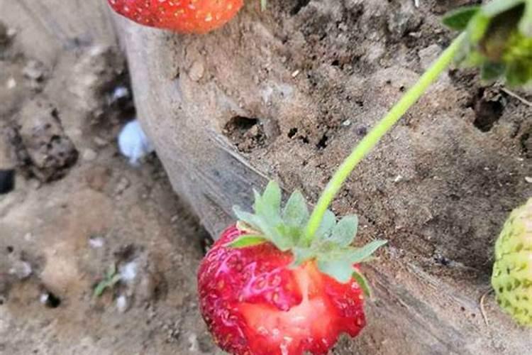 草莓施什么肥料果大