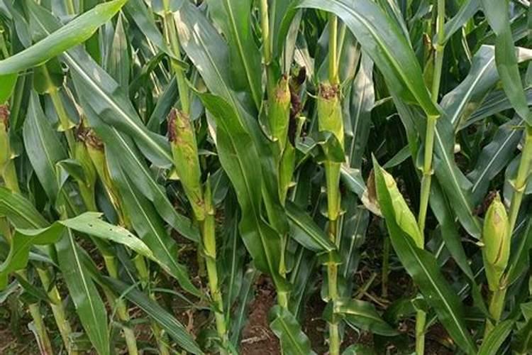 治疗介壳虫用什么药