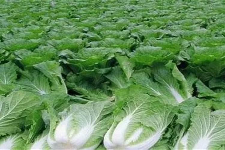 秋白菜追什么肥最好