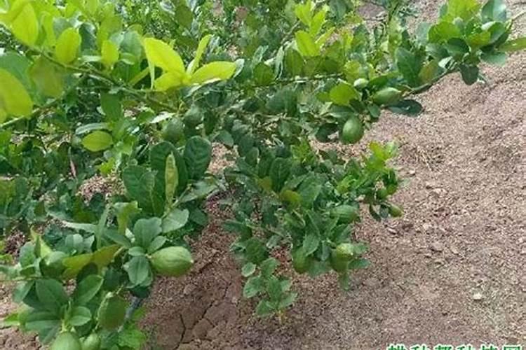 柠檬树有花苞了需要施什么肥