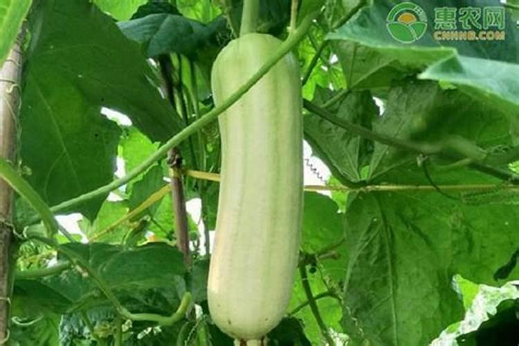 种丝瓜用什么肥料最好 关于种丝瓜用什么肥料最好