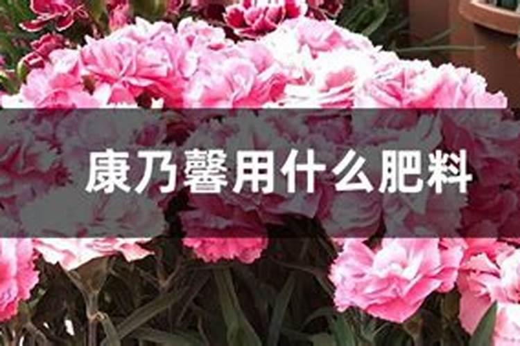 康乃馨用什么肥料,康乃馨肥料推荐(康乃馨营养液)