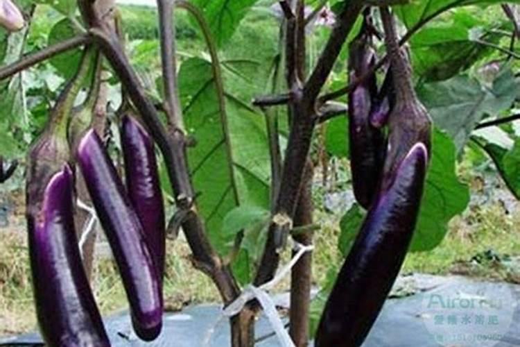 茄子用什么肥料好