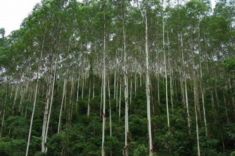 速生桉树施哪种肥最好