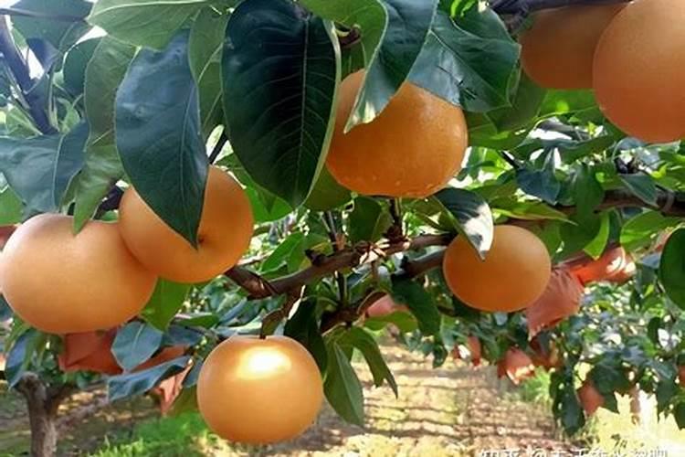 苹果用什么水溶肥好