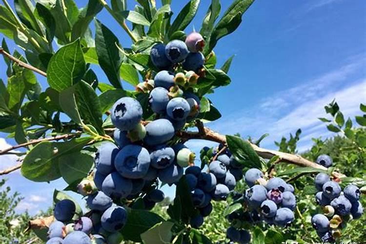 蓝莓需要什么肥料最好