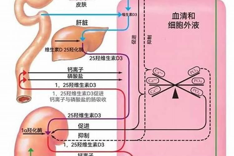 糖醇钙能和磷酸二氢钾一起用吗