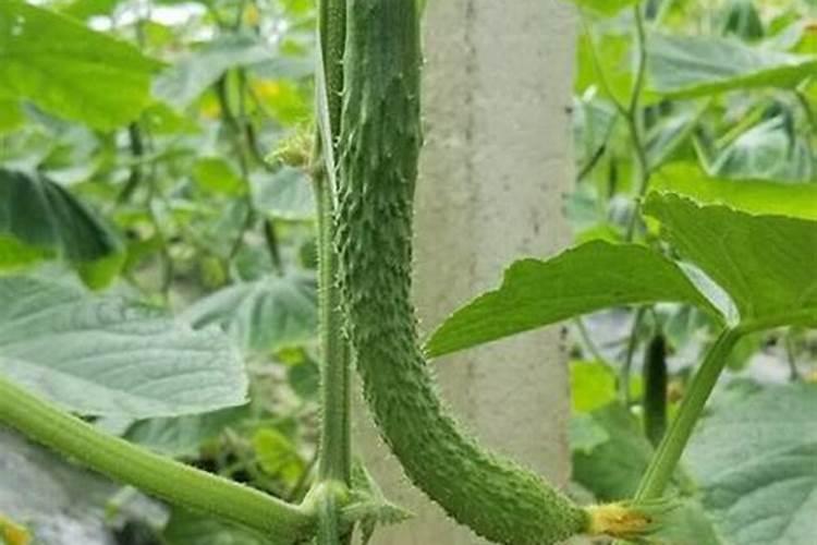 黄瓜浇什么肥料合适