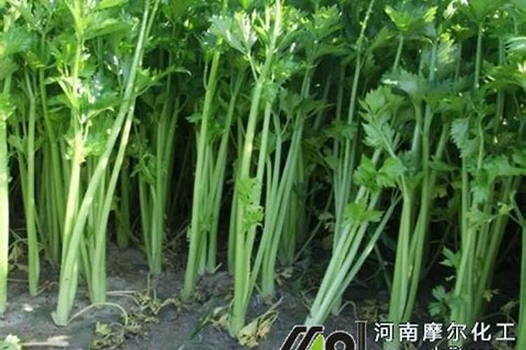 喷什么叶面肥芹菜长得快