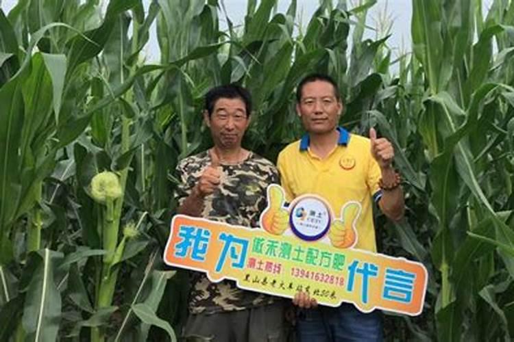 玉米锌肥叶面喷施用量