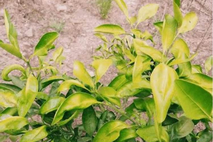 种植四季豆提高产量的施肥技巧有哪些四季豆应该怎么养殖