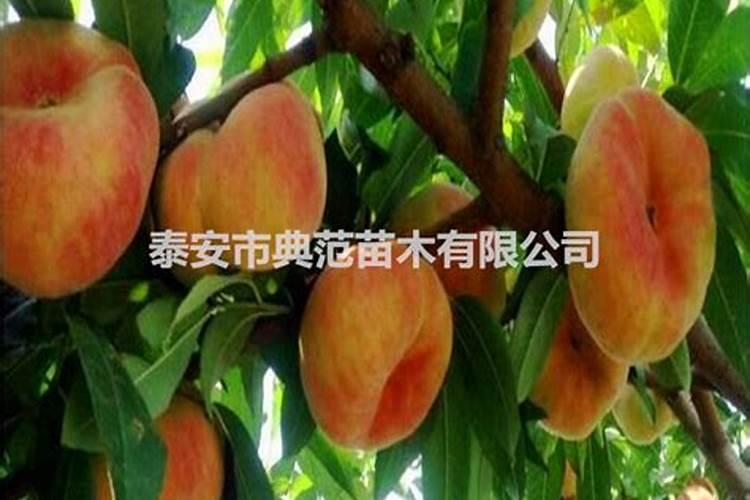 桃树的叶面肥有哪些