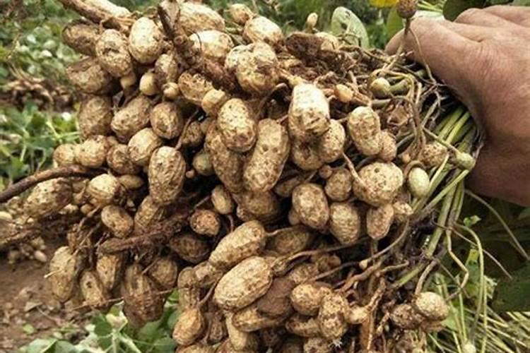 花生叶面肥用什么高产 什么时候施肥好