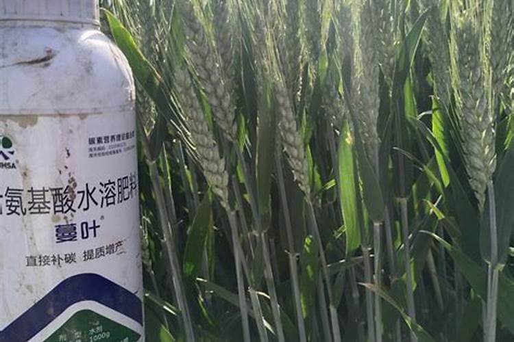 小麦叶面肥什么时候打效果好
