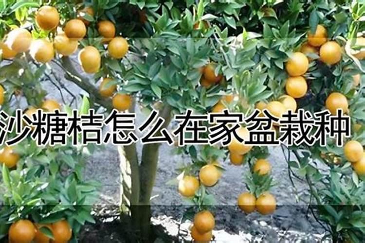 沙糖桔如何施钙镁磷肥