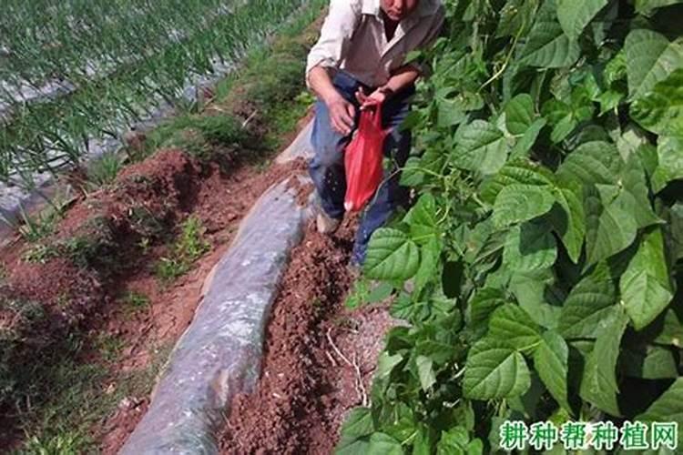 豆角追肥用什么肥料好