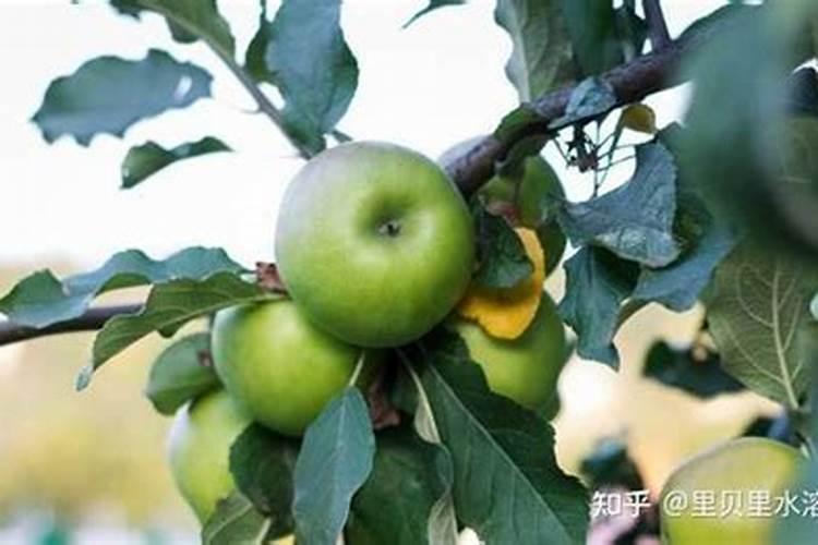 红肉苹果树施什么肥？红肉苹果树的种植管理技术