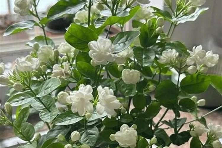 茉莉花施什么肥最好