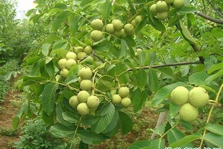 核桃树什么时候施钙肥最好