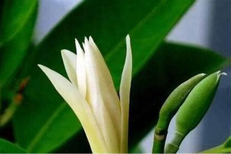 白兰花怎样多开花？