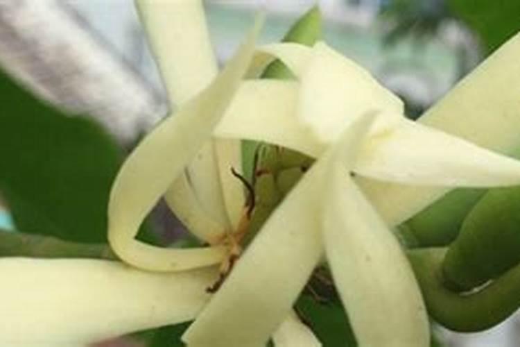 白兰花的施肥方法用什么肥料？