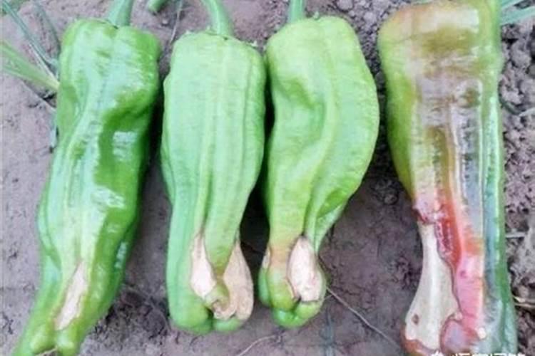 辣椒得了脐腐病怎么办？