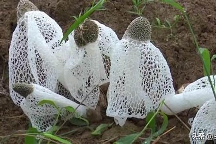 栽培竹荪的关键是温度还是施肥？